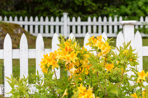 Yellow Flowers on White Picket Fence
