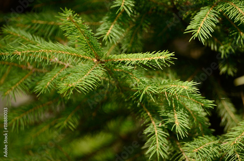 Young branches of the fir-tree. Traditional christmas background