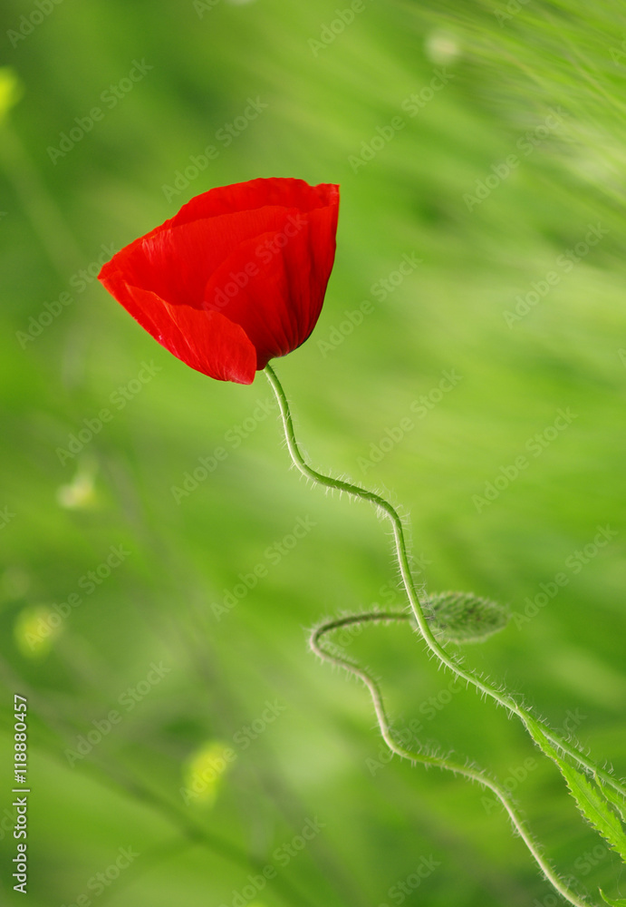 Naklejka premium red poppy macro