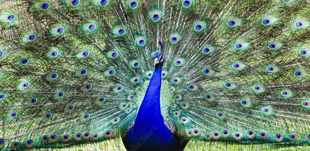 Obraz premium Bird Peacock