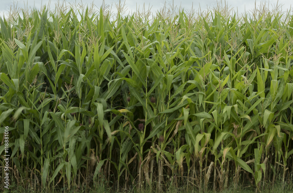 Obraz premium corn harvest