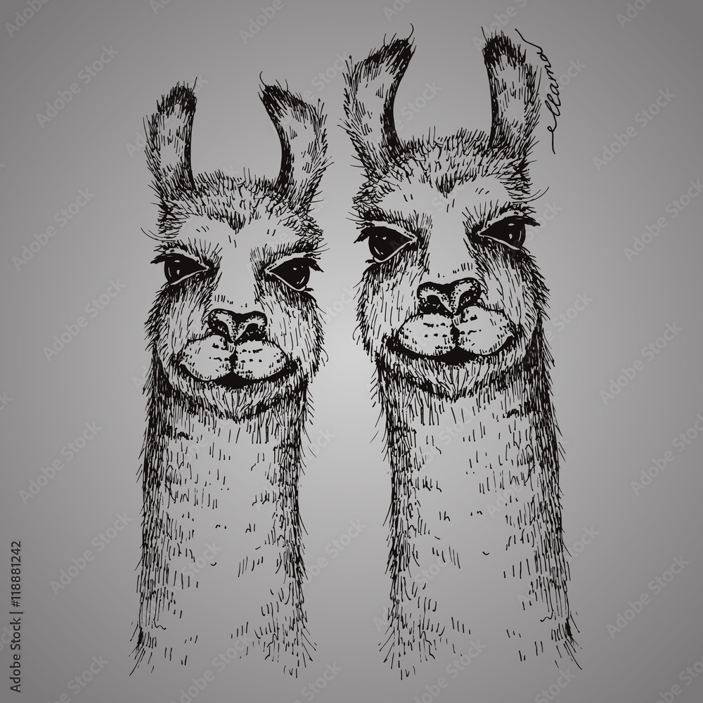 Vector two lamas heads illustration. Llama or alpaca hand drawn ink sketch. Cute pair of mammal animals drawing Vector two lamas heads illustration. Llama or alpaca hand drawn ink sketch. Cute pair of mammal animals drawing