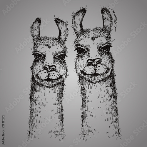 Vector two lamas heads illustration. Llama or alpaca hand drawn ink sketch. Cute pair of mammal animals drawing