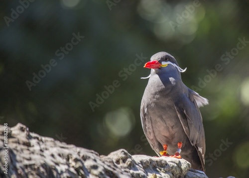 Inca Tern  Larosterna inca 