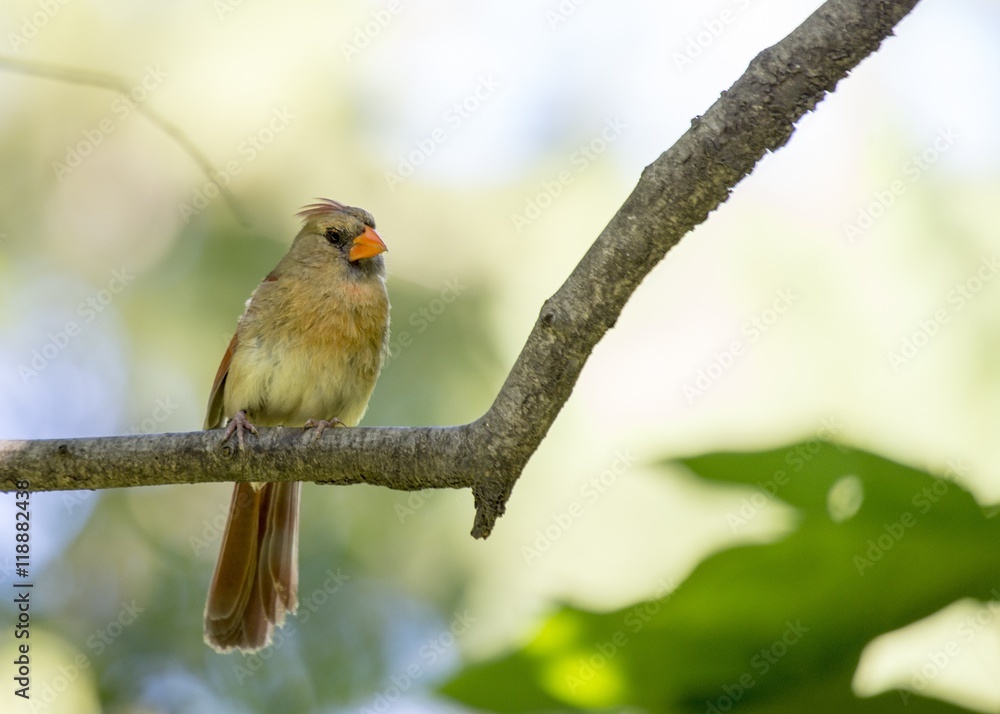 Northern Cardinal (Cardinalis cardinalis) Northern Cardinal (Cardinalis cardinalis)