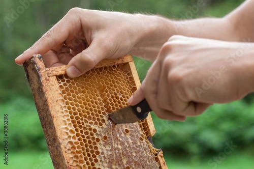 Beekeeper cuts wax off from honeycomb frame