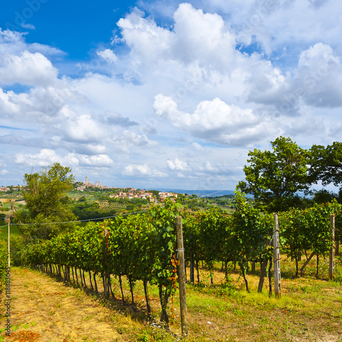 Vineyard in the Autumn