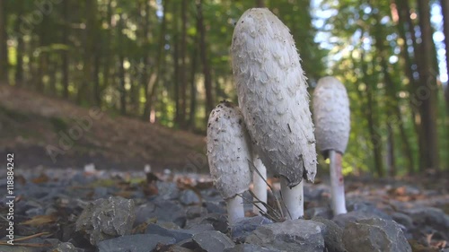 Pilz auf Waldweg photo