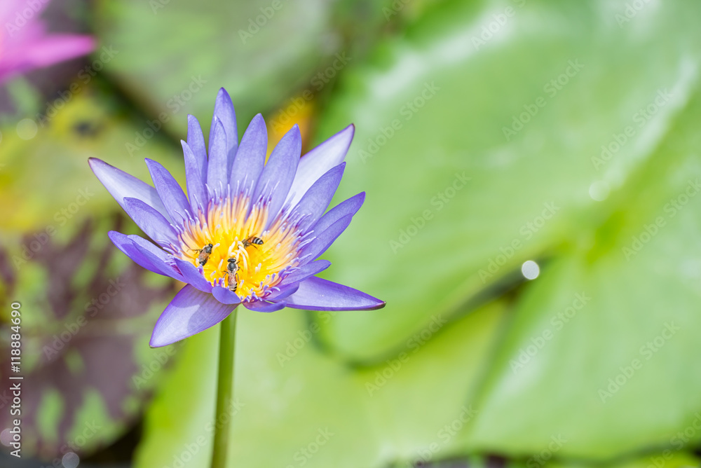 Purple Lotus Flower Purple Lotus Flower