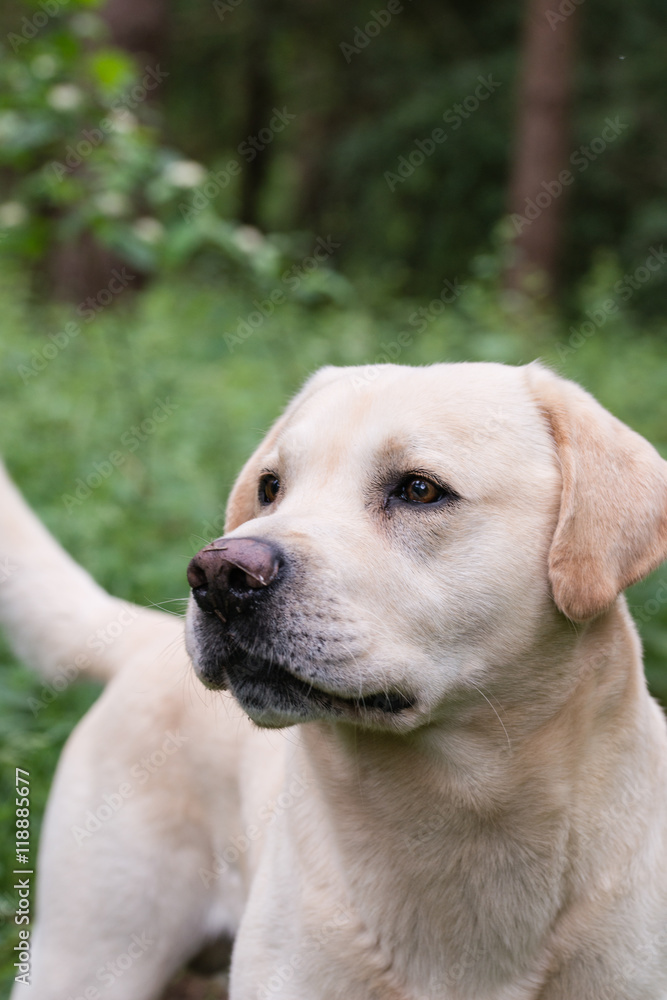A yellow labrador looking alert during a walk