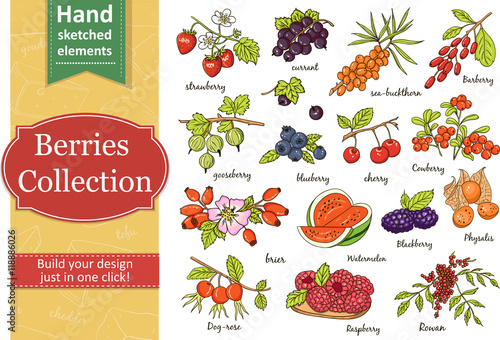 Collection of berries: strawberry, currant, gooseberry, blueberry, cherry, brier, blackberry.