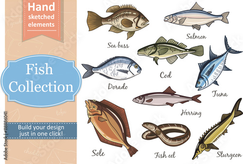 Fish collection Dorado Eel Tuna, Salmon Halibut Herring Sea bass Cod Sturgeon.