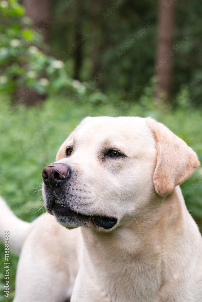 A yellow labrador looking alert during a walk