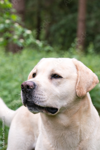 A yellow labrador looking alert during a walk © annapimages