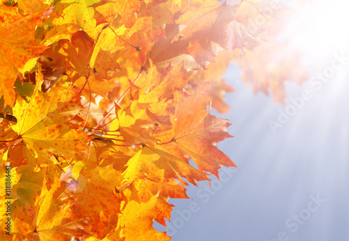 Herbst  buntes Herbstlaub  Bl  tter  Sonne  Sonnenstrahlen  Himmel  Textraum  Copy space