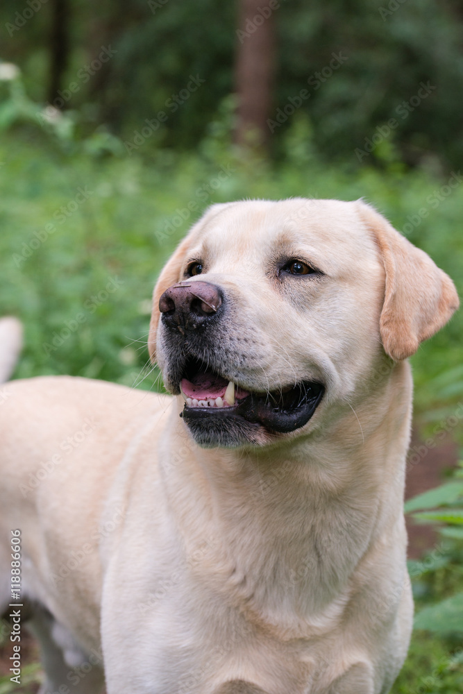 A yellow labrador looking alert during a walk A yellow labrador looking alert during a walk