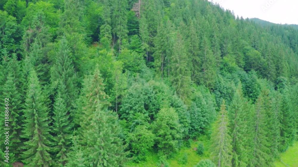 Flying in the Mountains above the Pine Forest. Flying in the Mountains above the Pine Forest.