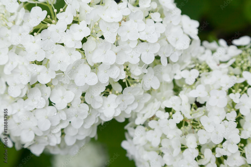 Closeup of white lilac flowers with selective focus Closeup of white lilac flowers with selective focus
