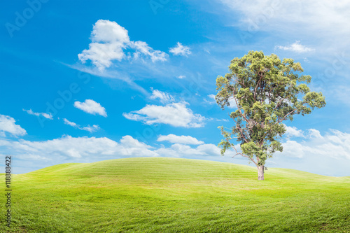 Big trees on the grass with blue sky background.