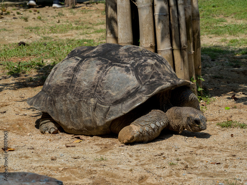 Galapagos Giant Tortoise , Close Up