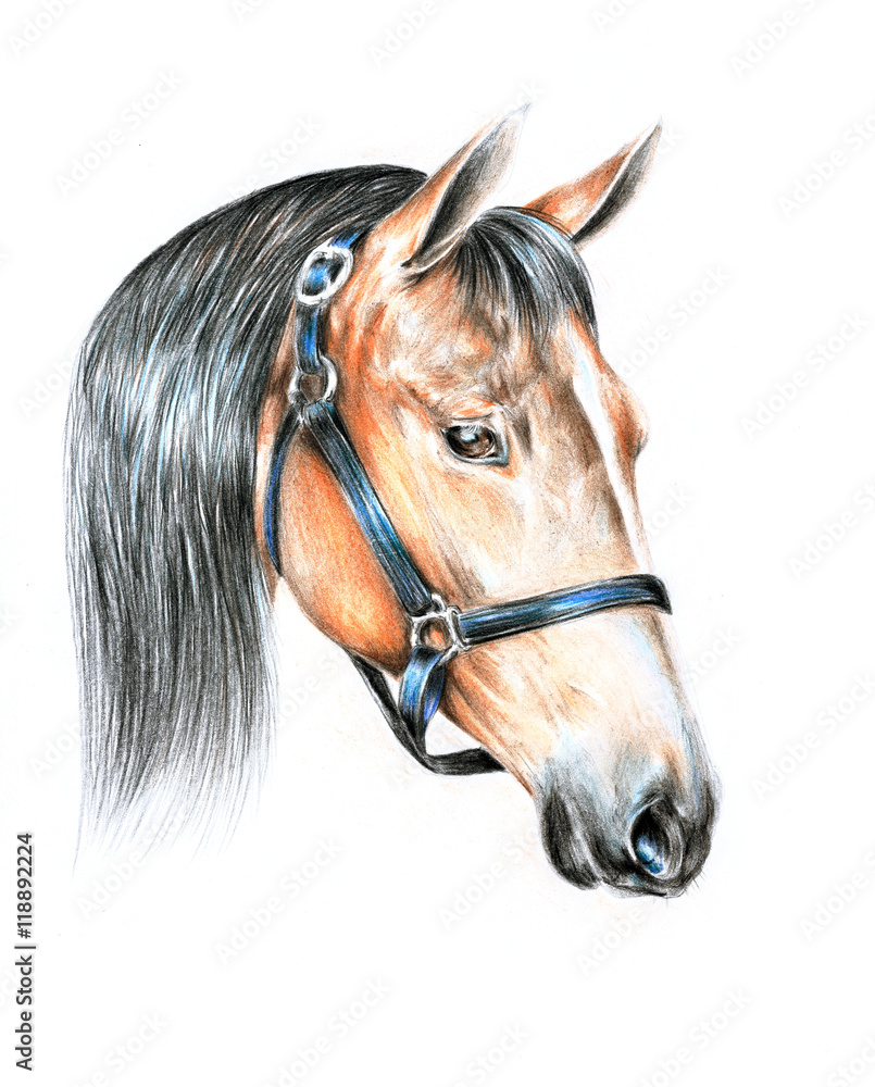 Obraz Rysunek ołówkiem konia