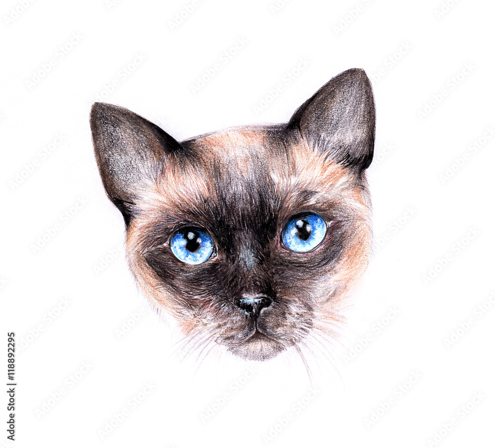 Pencil drawing of a siamese cat