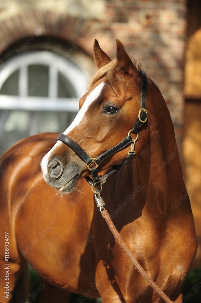 Fototapeta premium Ponyportrait