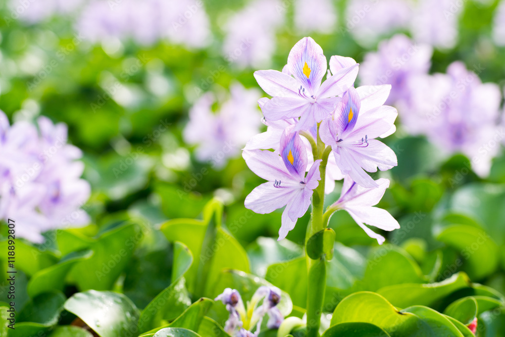 Naklejka premium Water hyacinth at Motoyakushiji area,Kashihara,nara,japan