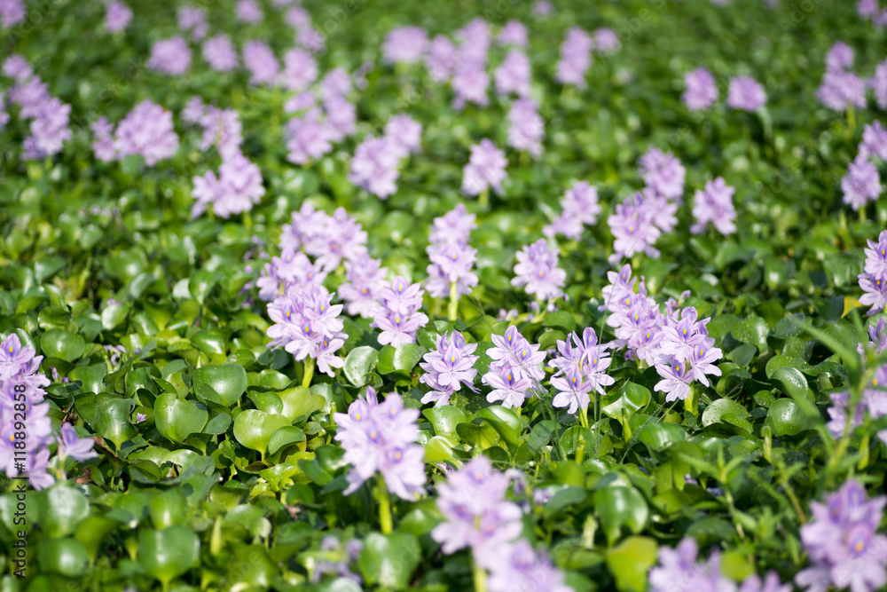 Water hyacinth at Motoyakushiji area,Kashihara,nara,japan Water hyacinth at Motoyakushiji area,Kashihara,nara,japan