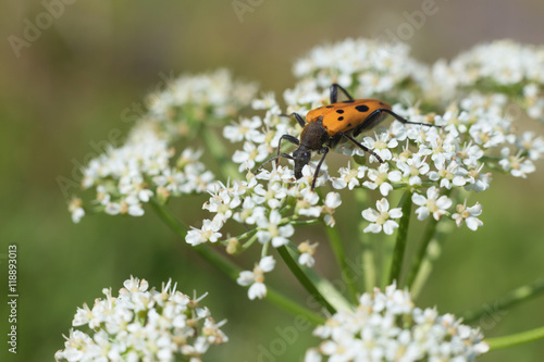 orange bug with black spots on flowers