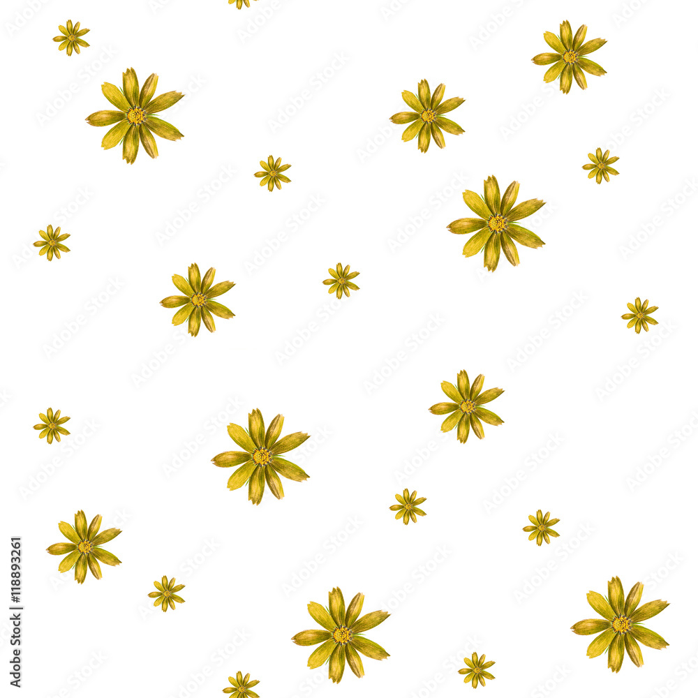 Watercolor pattern of a cosmos flowers Watercolor pattern of a cosmos flowers