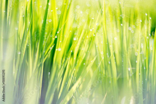 rice field,Pentacon lens Bubble bokeh