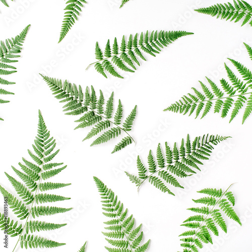 fern branches pattern isolated on white background. flat lay, top view © Floral Deco