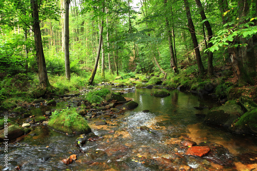 Fototapeta Naklejka Na Ścianę i Meble -  river in the czech forest