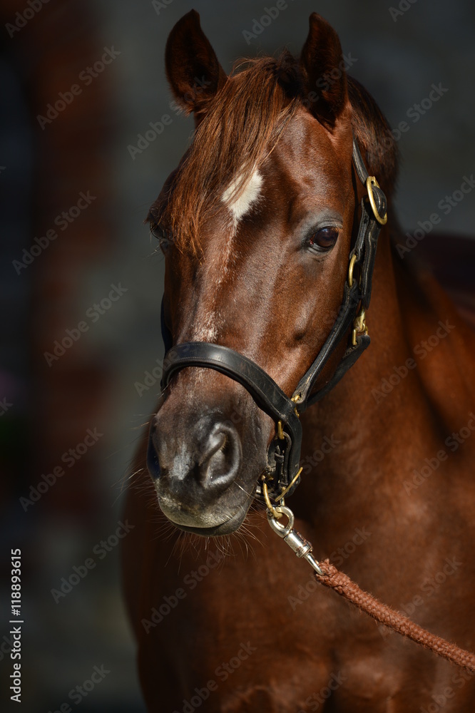 Obraz premium Ponyportrait