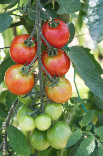 Wallpaper Mural  pomodori rossi su pianta nell'orto Torontodigital.ca