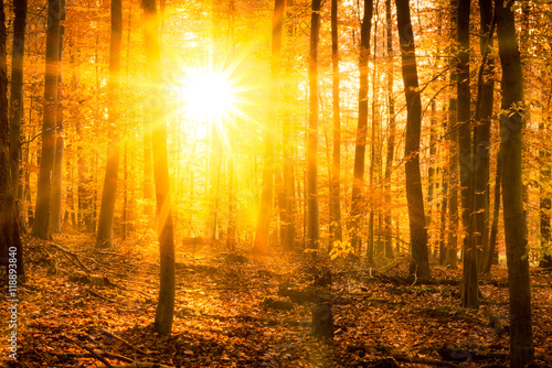 Wald im Herbst bei Sonnenschein