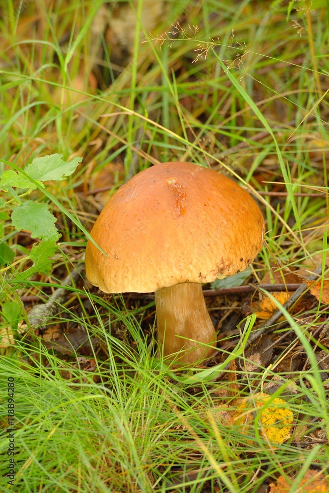 Mushrooms Bolete, fungus in wild (Boletus pinophilus) Mushrooms Bolete, fungus in wild (Boletus pinophilus)
