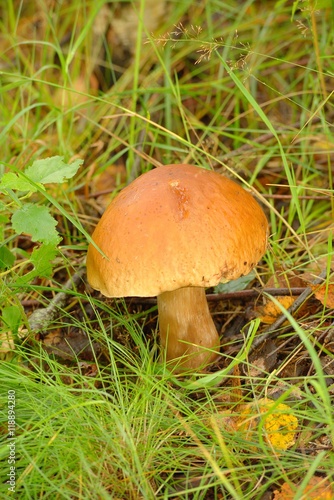 Mushrooms Bolete, fungus in wild (Boletus pinophilus)