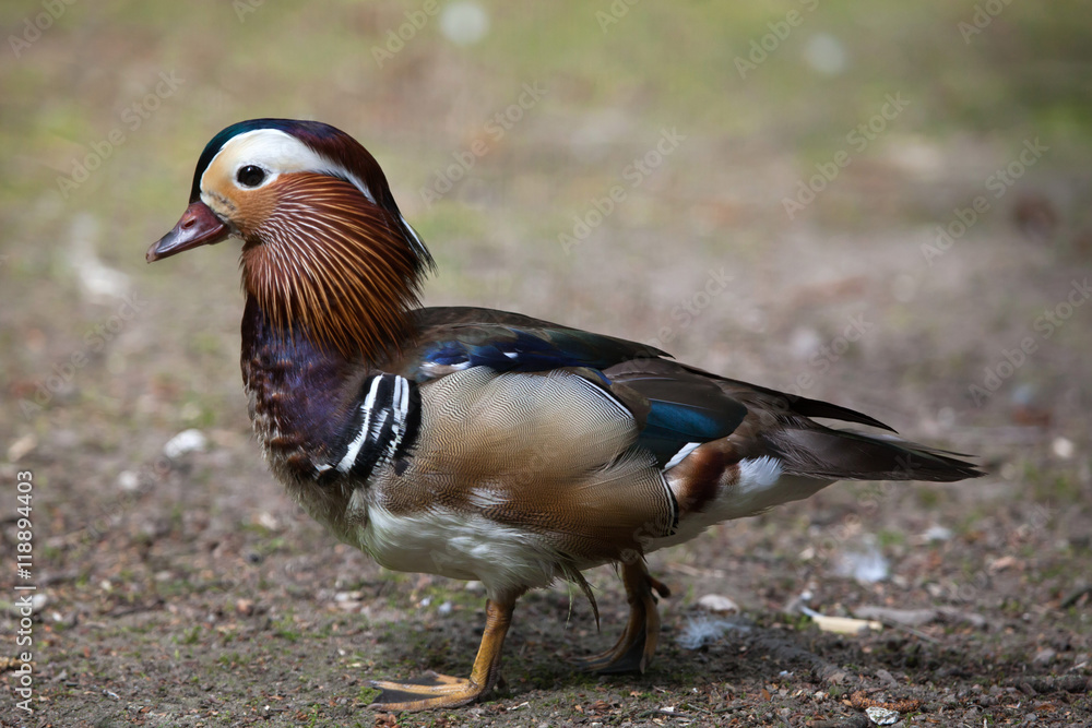 Mandarin duck (Aix galericulata). Mandarin duck (Aix galericulata).
