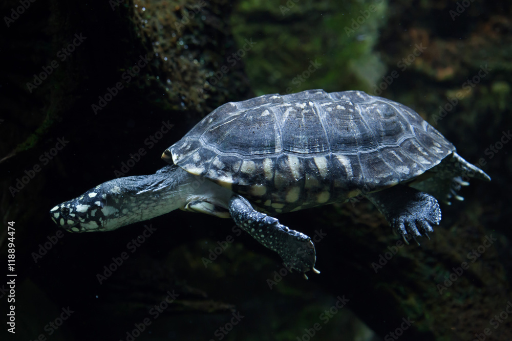 Obraz premium Black pond turtle (Geoclemys hamiltonii)