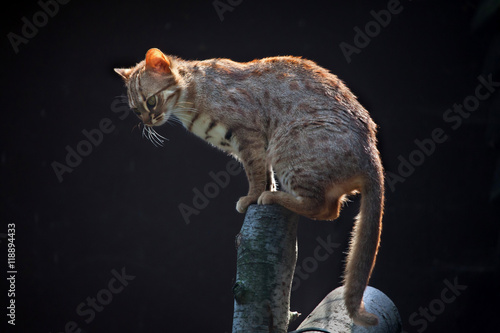 Rusty-spotted cat (Prionailurus rubiginosus phillipsi). photo