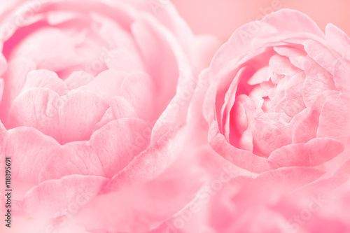 the sweet pink rose flowers for love romance background