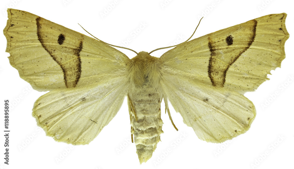 Obraz premium Scalloped Oak on white Background - Crocallis elinguaria (Linnaeus, 1758)