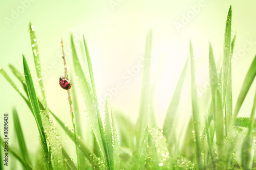 Ladybug and fresh green grass with droplets after the rain back