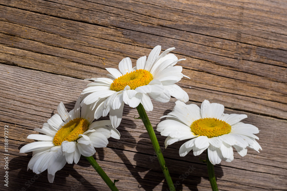 Obraz premium Chamomile flowers on a wooden