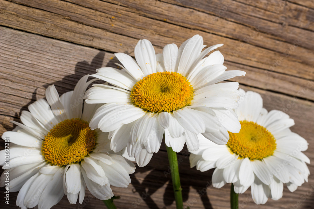 Obraz premium Chamomile flowers on a wooden