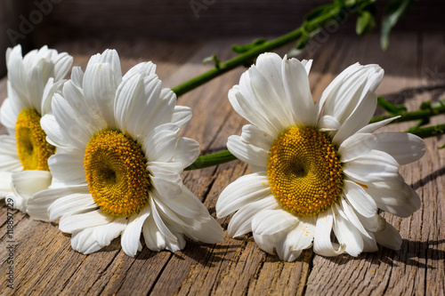 Chamomile flowers on a wooden