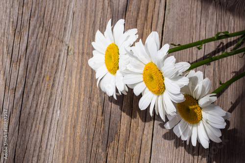 Chamomile flowers on a wooden