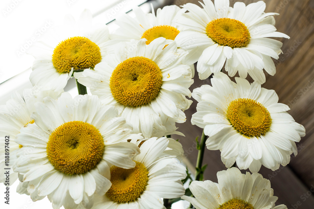 Fototapeta premium light chamomile background